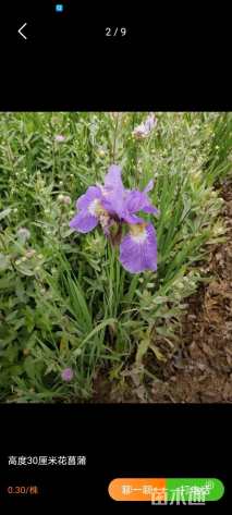 高度20厘米花菖蒲