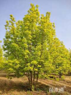 高度300厘米丛生金叶白蜡