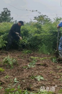 200厘米多花紫藤