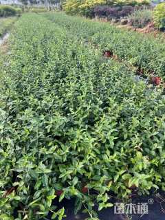 40厘米小叶扶芳藤