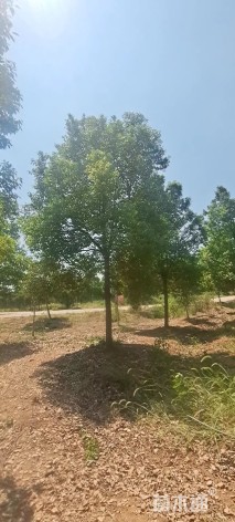 12公分香樟