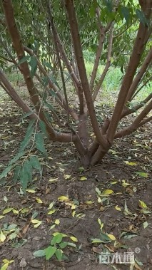 高度500厘米丛生山桃