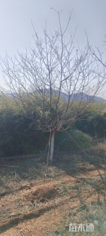 13公分红粉佳人樱