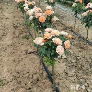1公分小青杆月季