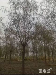 18公分青皮垂柳