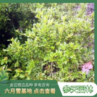 高度40厘米金边六月雪