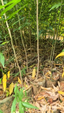 高度50厘米无患子小苗