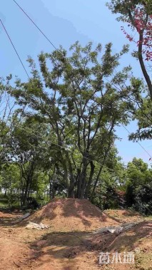 90公分丛生朴树