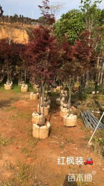 3公分红枫