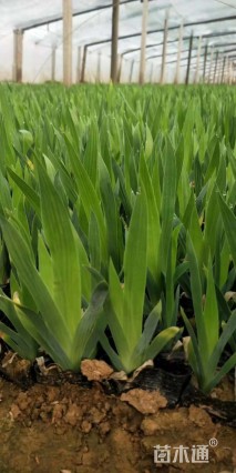 高度20厘米鸢尾