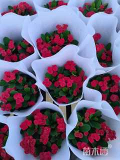 高度20厘米虎刺梅