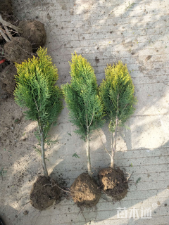 冠幅20厘米洒金柏球