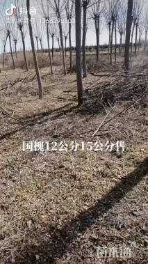 10公分国槐