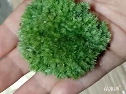 原生苗苔藓