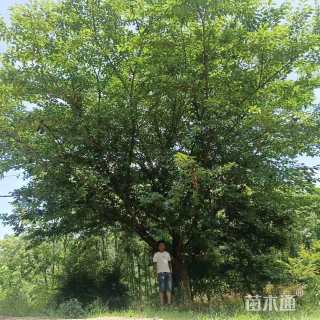 26公分早樱