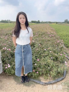 高度60厘米丰花月季