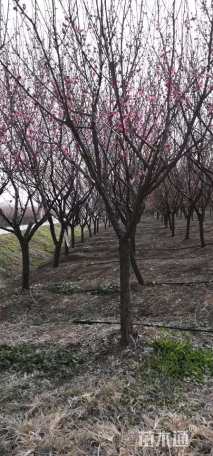 8公分梅花
