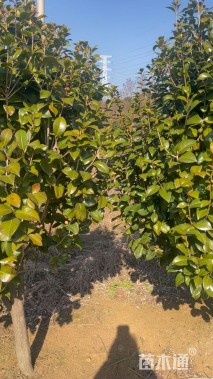 高度150厘米茶花