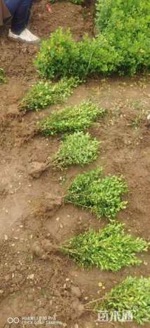 高度40厘米瓜子黄杨小苗