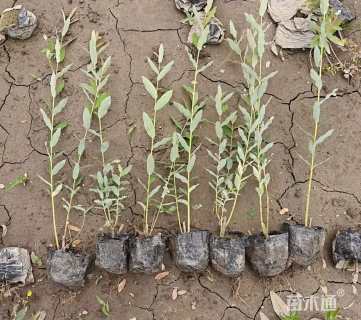 高度30厘米杞柳