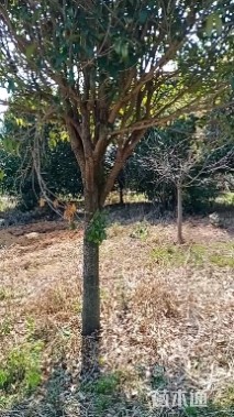 1公分青枫