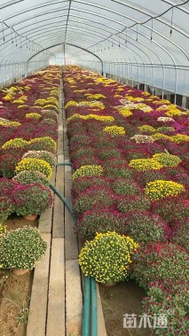 高度35厘米球菊