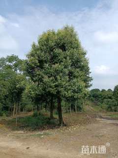 19公分大叶女贞