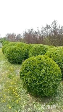 冠幅100厘米卫矛球