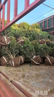 冠幅150厘米小叶女贞球