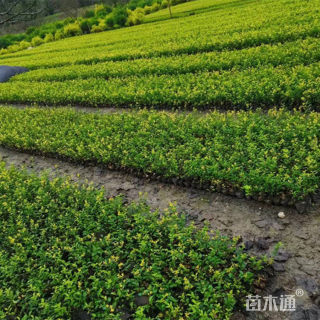 高度40厘米金禾女贞