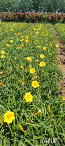 高度15厘米金娃娃萱草