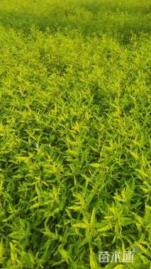 高度40厘米金叶莸