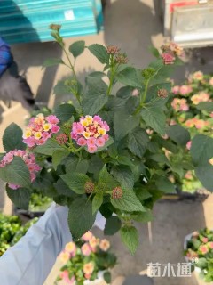 高度30厘米马缨丹