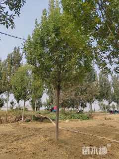 12公分白蜡