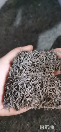 高度10厘米波斯菊