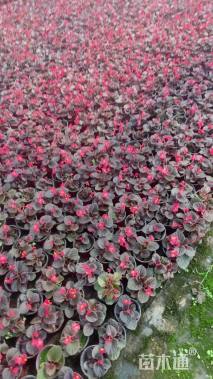 高度15厘米四季海棠