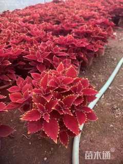 高度20厘米彩叶草