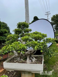 40公分造型小叶榕