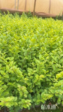 高度20厘米金叶女贞