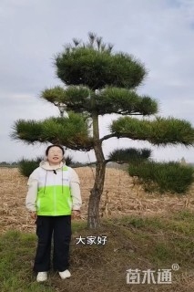 10公分造型油松