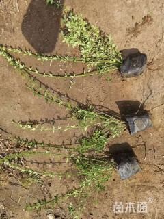 高度30厘米迎春花