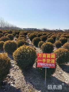 冠幅120厘米瓜子黄杨球