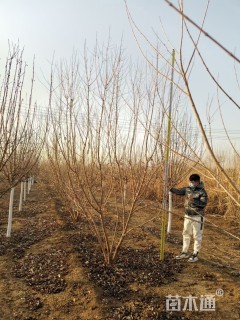 高度450厘米丛生茶条槭