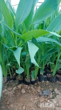 高度40厘米粉美人蕉