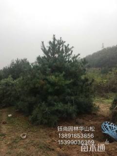 高度500厘米华山松