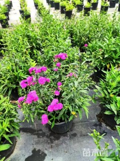 高度40厘米荷兰菊