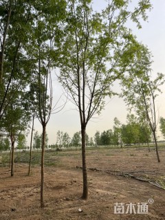 12公分柳树