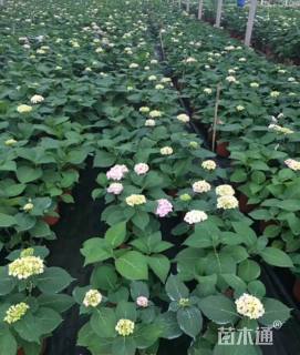 高度25厘米八仙花