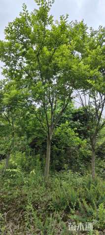 12公分朴树