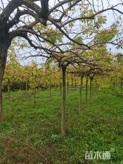 8公分金枝龙爪槐